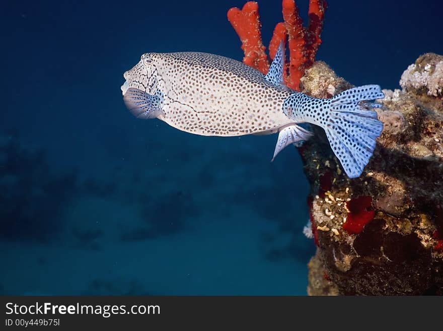 Yellow boxfish (ostracion cubicus)
 taken in the Red Sea.