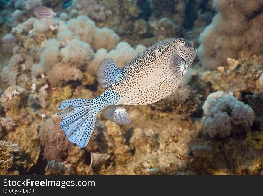 Yellow boxfish (ostracion cubicus) taken in the Red Sea.