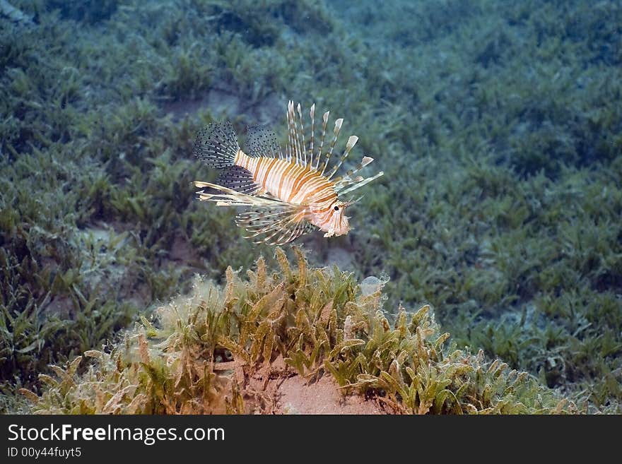 Comon lionfish (pterois miles) taken in the Red Sea.