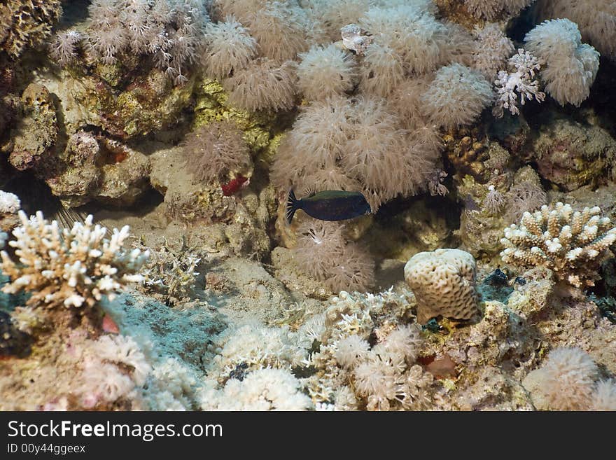 Coral and fish taken in the Red Sea.