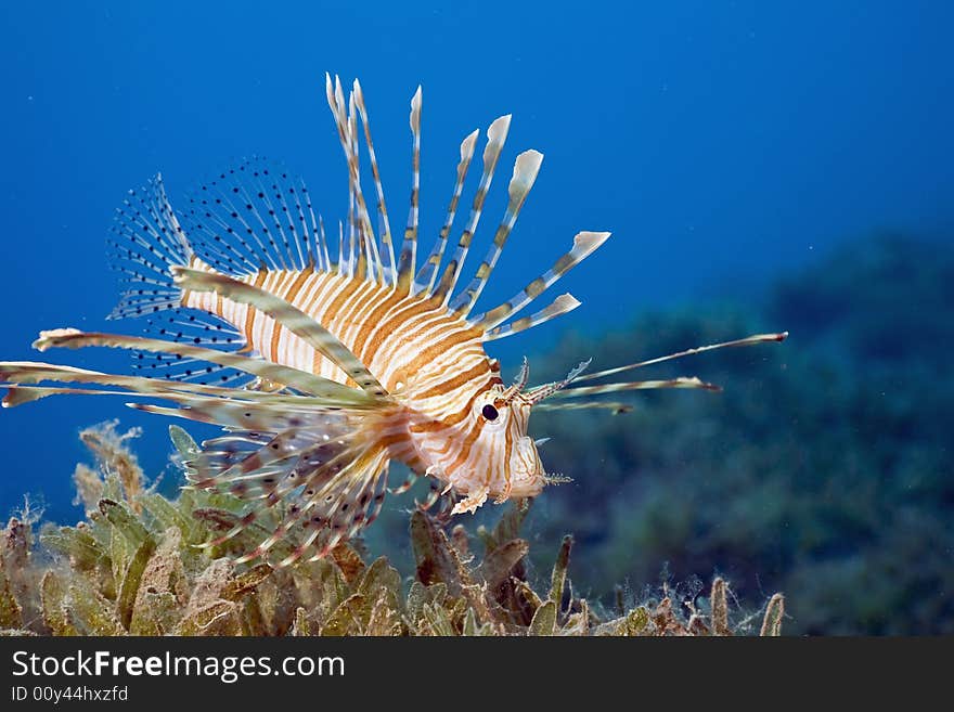 Comon lionfish (pterois miles) taken in the Red Sea.