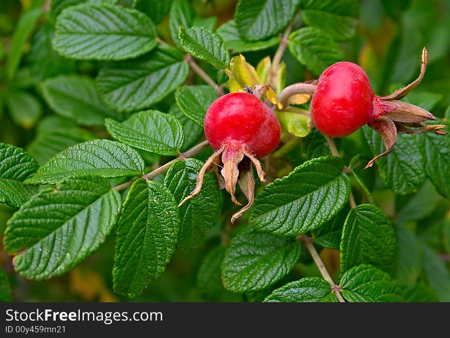 Berries Of A Dogrose