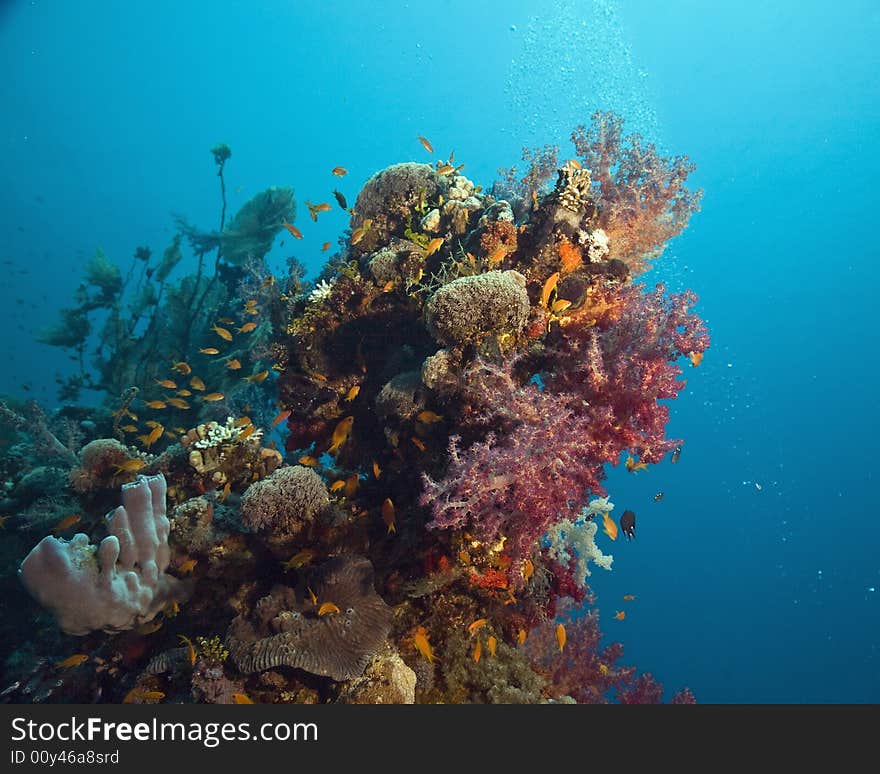 Coral and fish taken in the Red Sea.