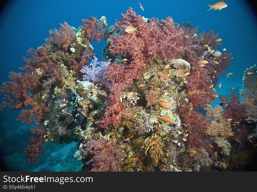 Coral and fish taken in the Red Sea.