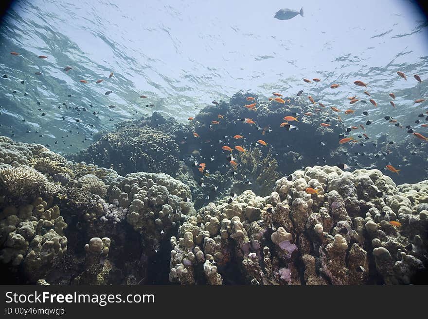 Coral and fish taken in the Red Sea.