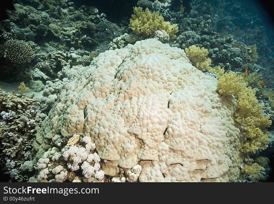 Coral and fish taken in the Red Sea.