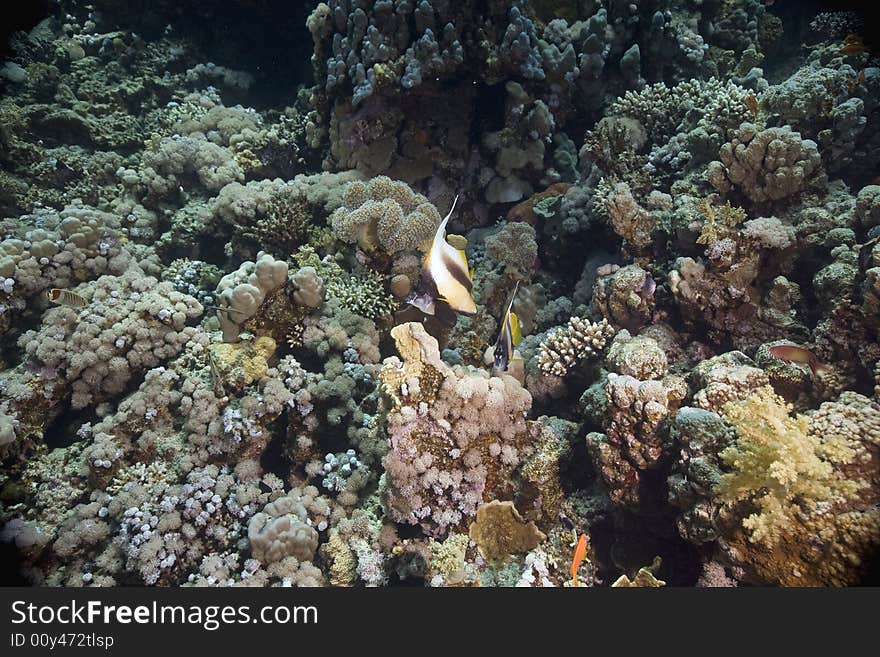 Coral and fish taken in the Red Sea.