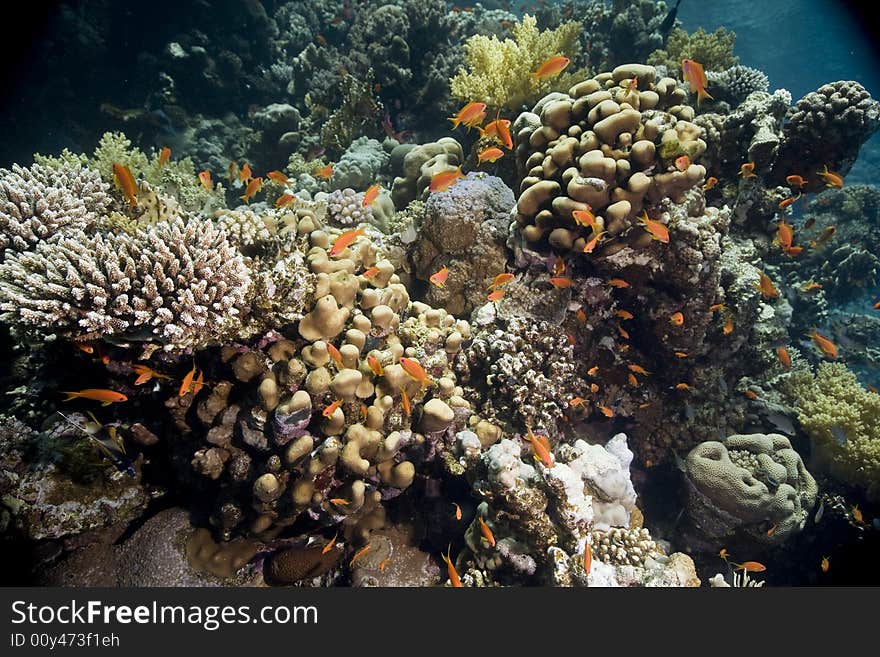 Coral and fish taken in the Red Sea.