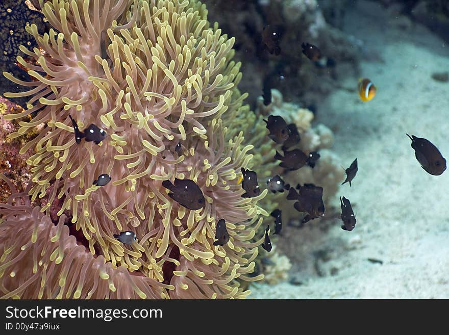 Red sea anemonefish (Amphipiron bicinctus) and bubble anemone taken in the Red Sea.