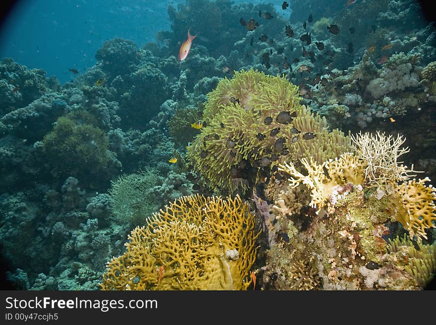 Coral and fish taken in the Red Sea.