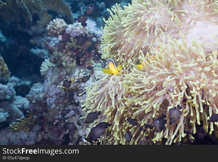 Red sea anemonefish (Amphipiron bicinctus) and bubble anemone taken in the Red Sea.