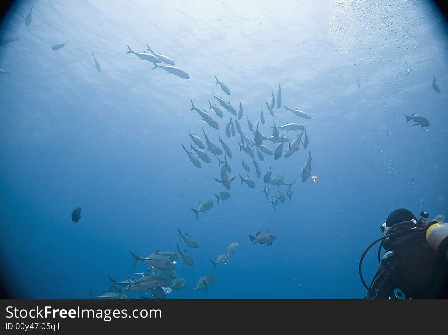 Bigeye trevally (caranx sexfasciatus) taken in the Red Sea.