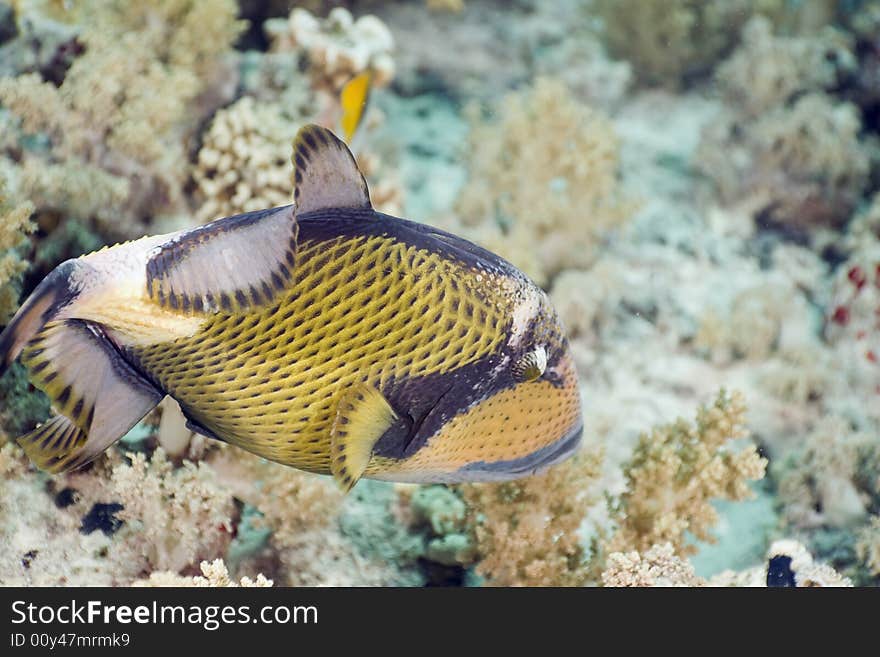 Titan triggerfish (balistoides viridescens) taken in the Red Sea.