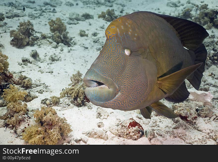 Napoleon wrasse (cheilinus undulatus) taken in the Red Sea.