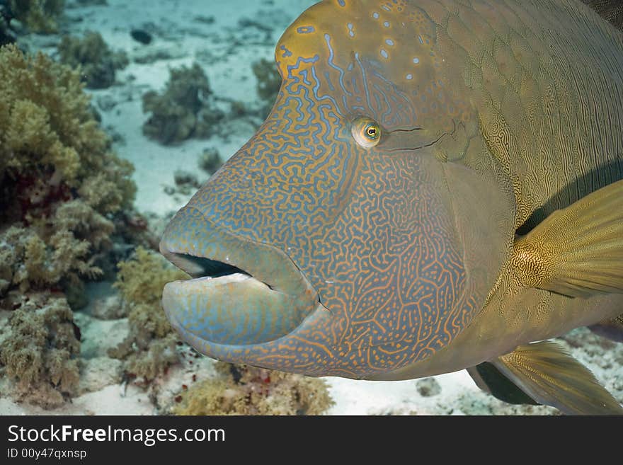 Napoleon wrasse (cheilinus undulatus)
 taken in the Red Sea.