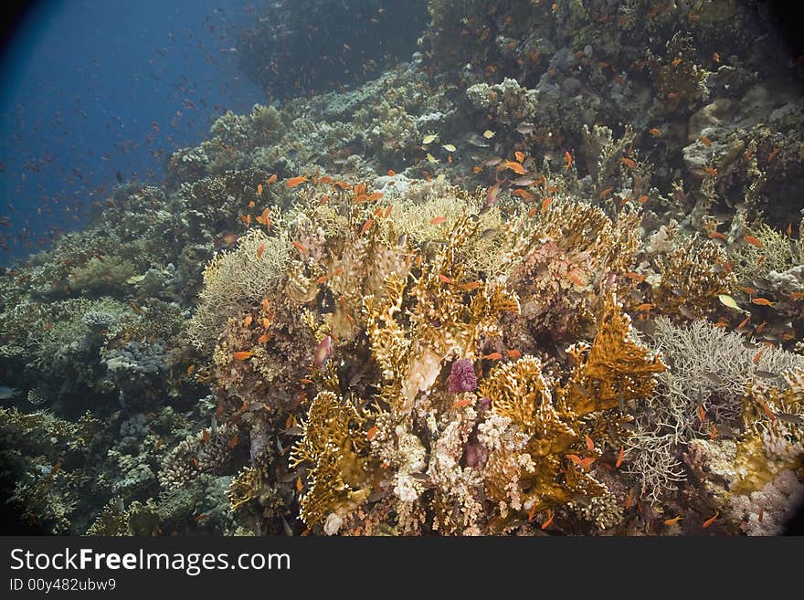 Coral and fish taken in the Red Sea.