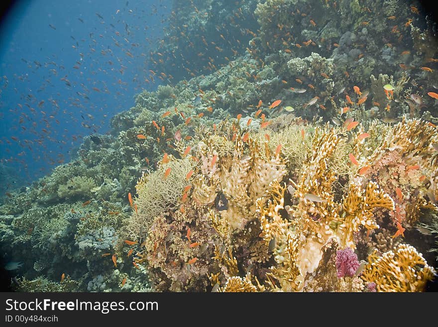 Coral and fish taken in the Red Sea.