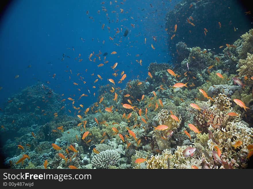 Coral and fish taken in the Red Sea.