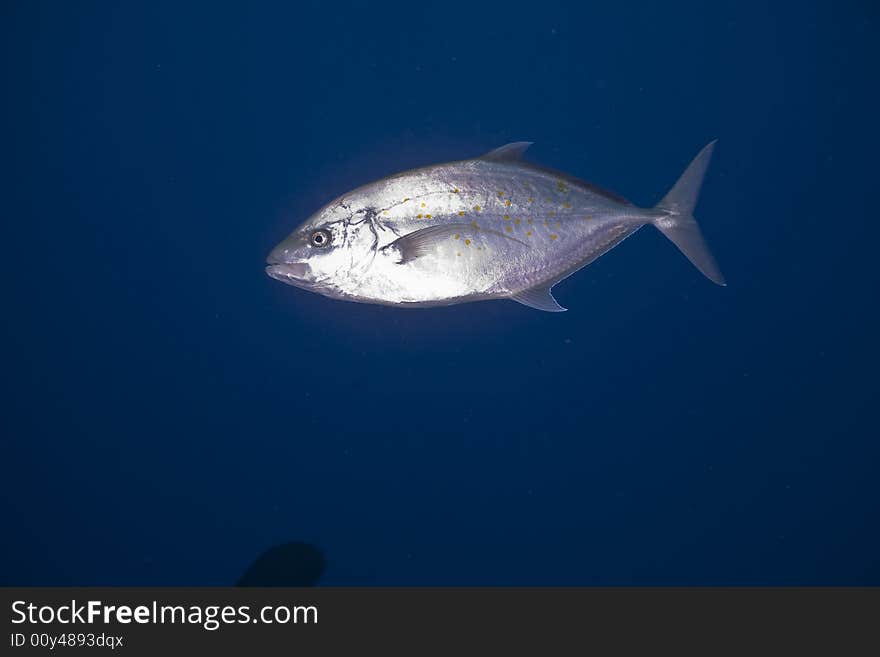 Orangespotted trevally (carangoides bajad) taken in the Red Sea.