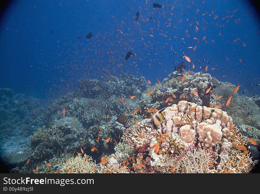 Coral and fish taken in the Red Sea.