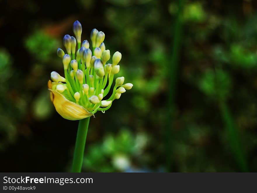 Blue flora blossoms in the tropical area. Blue flora blossoms in the tropical area