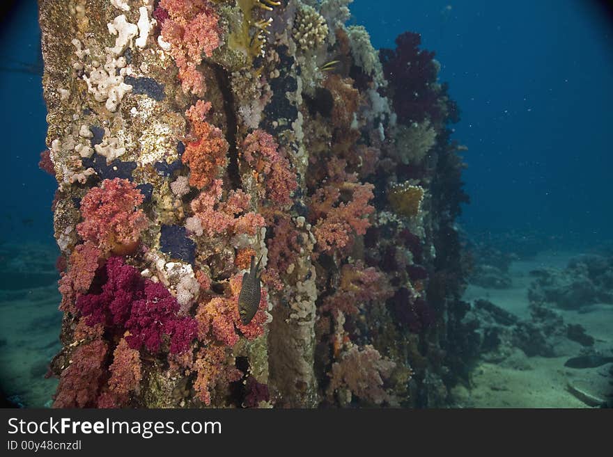 Coral and fish taken in the Red Sea.