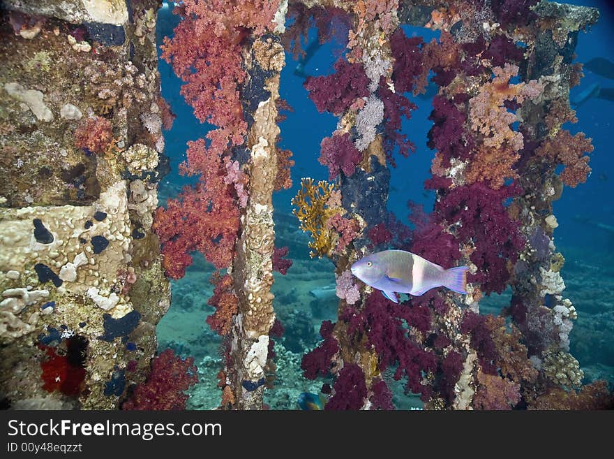 Coral and fish taken in the Red Sea.