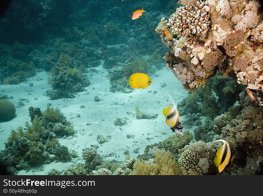 Coral and fish taken in the Red Sea.