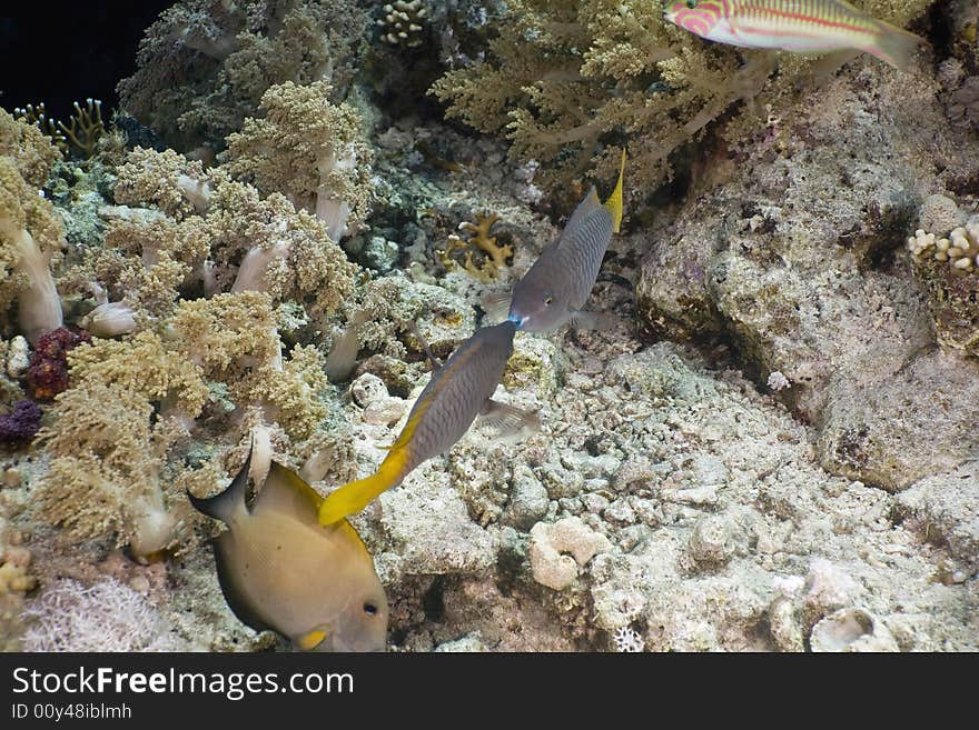 Coral and fish taken in the Red Sea.