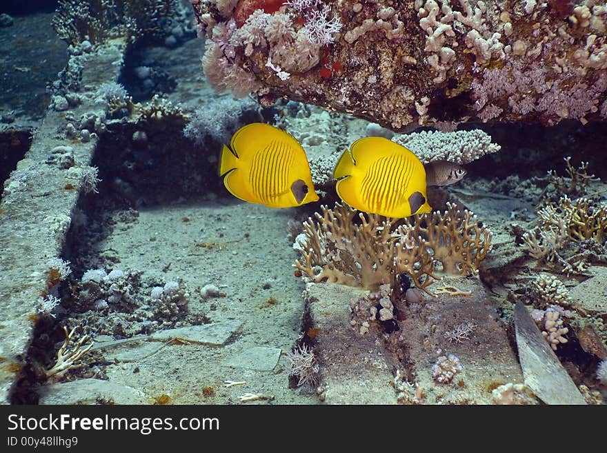 Masked Butterfly Fish (Chaetodon semilarvatus) taken in the Red Sea.