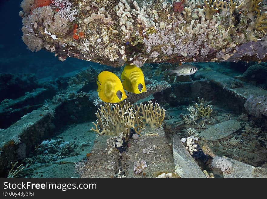 Masked Butterfly Fish (Chaetodon semilarvatus) taken in the Red Sea.