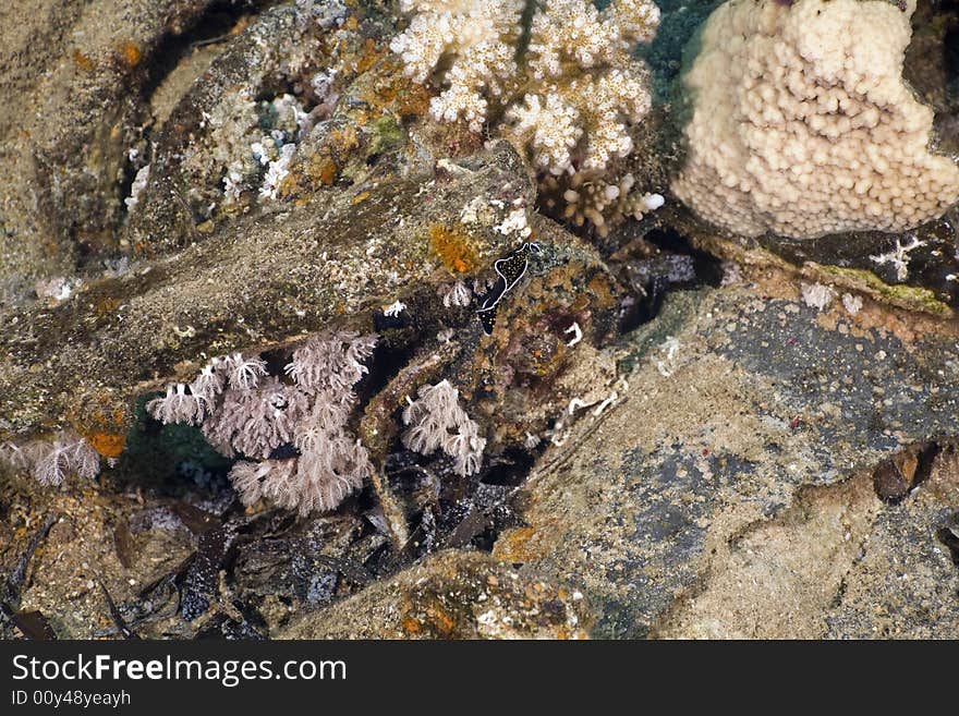 Coral and fish taken in the Red Sea.