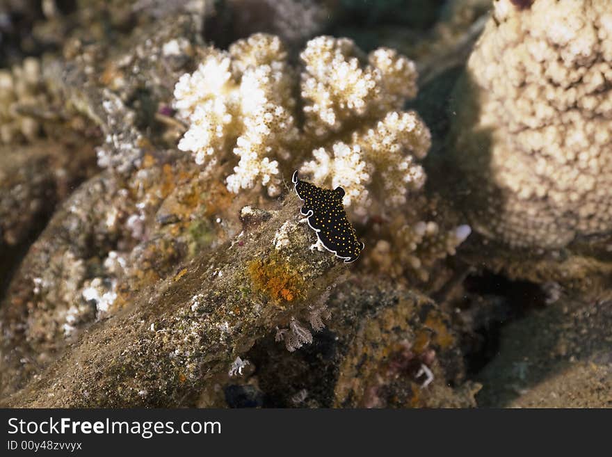 Gold-dotted flatworm (thysanozoon sp.) taken in the Red Sea.