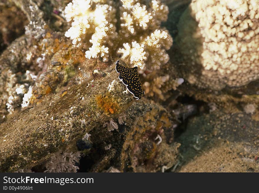 Gold-dotted Flatworm (thysanozoon Sp.)