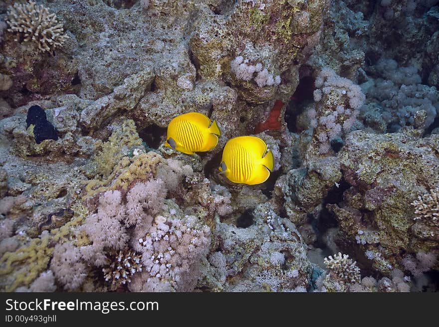 Masked Butterfly Fish (Chaetodon semilarvatus) taken in the Red Sea.