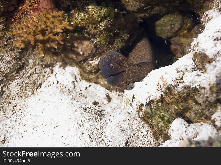 Yellowmargin moray (gymnothorax flavimarginatus) taken in the Red Sea.