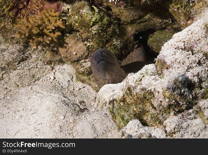 Yellowmargin moray (gymnothorax flavimarginatus) taken in the Red Sea.