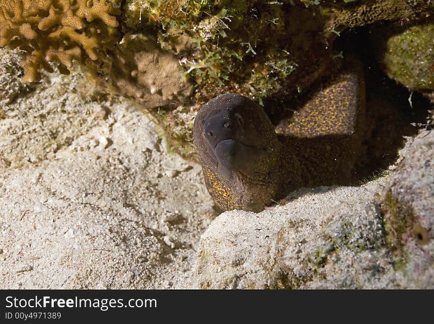 Yellowmargin moray (gymnothorax flavimarginatus) taken in the Red Sea.