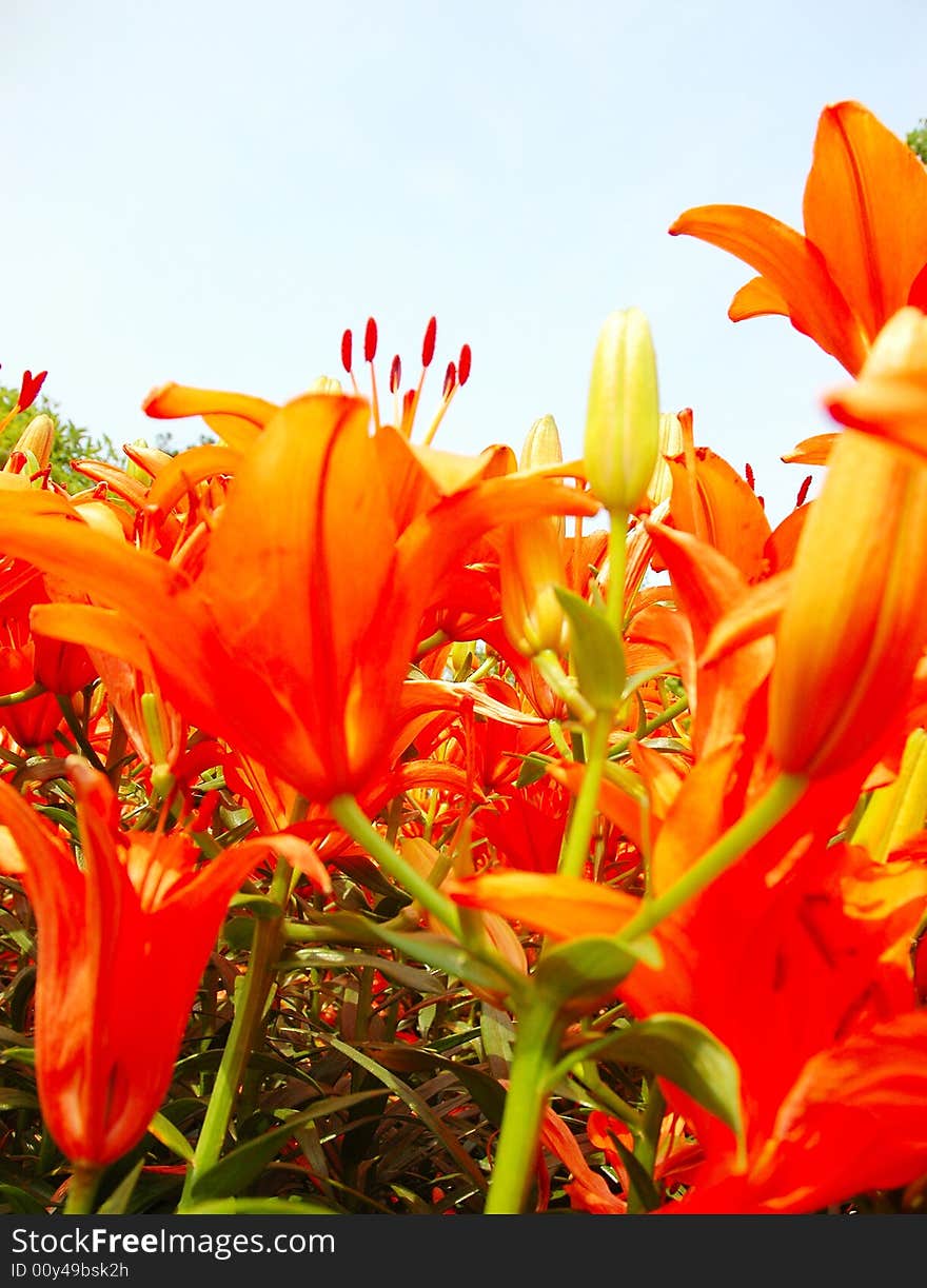 The flowers in a garden .looks very beautiful.