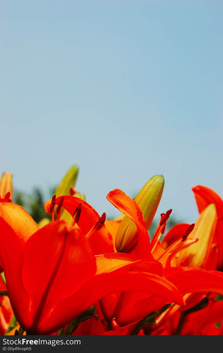 The flowers in a garden .looks very beautiful.