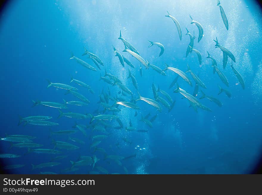 Great Barracuda juv.(Sphyraena barracuda)