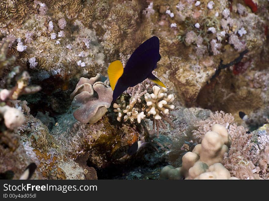 Yellowtail tang (zebrasoma xanthurum)taken in the Red Sea.