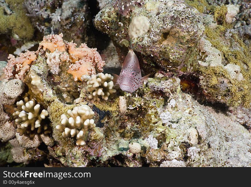 Freckled hawkfish (paracirrhites forsteri) taken in the Red Sea.