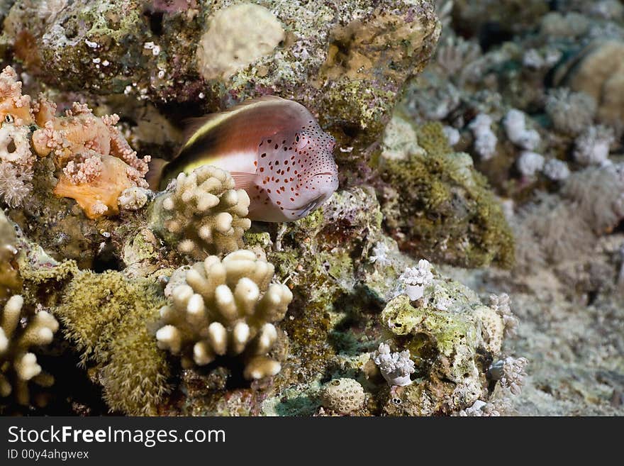 Freckled hawkfish (paracirrhites forsteri) taken in the Red Sea.