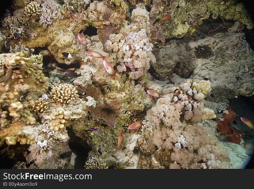 Coral and fish taken in the Red Sea.