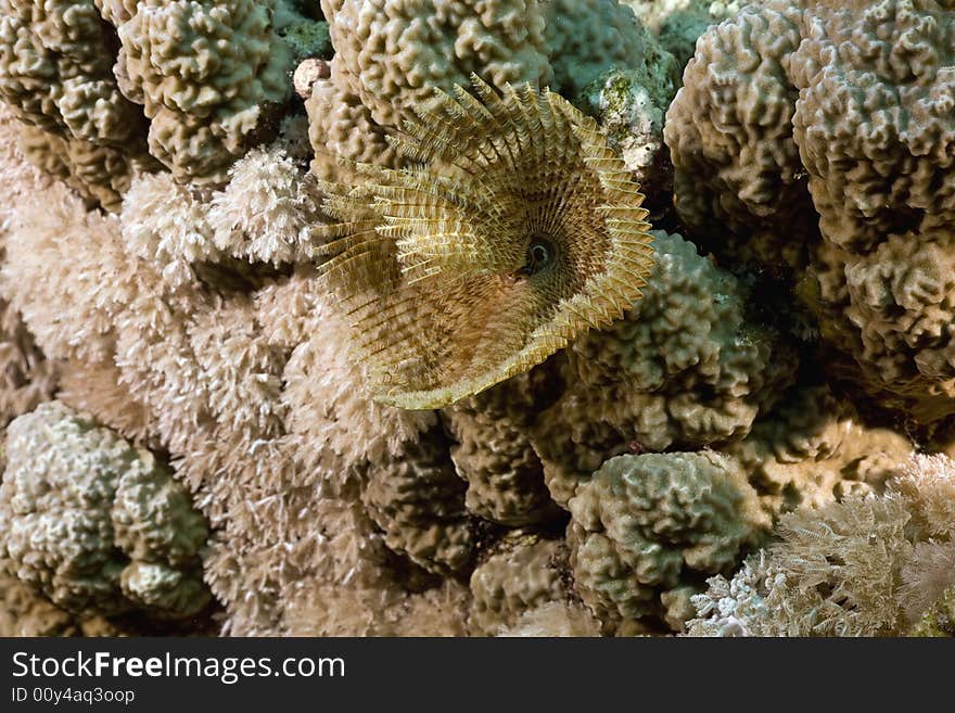 Feather duster worm (sabellastarte indica) taken in the Red Sea.