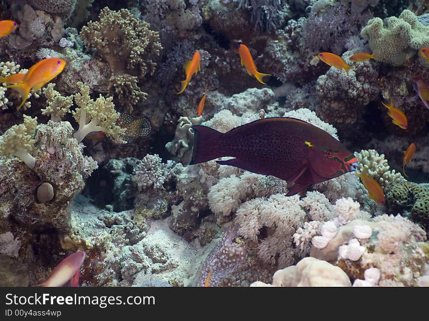 Coral and fish taken in the Red Sea.