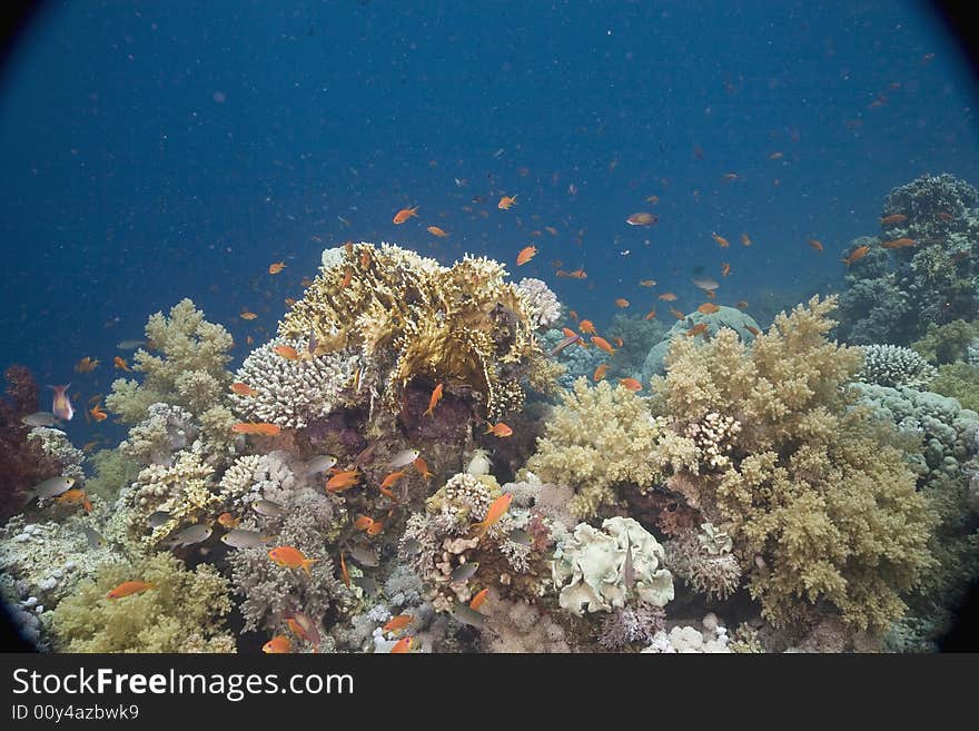 Coral and fish taken in the Red Sea.