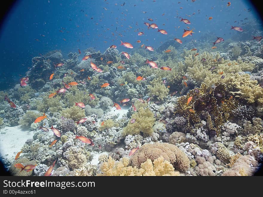 Coral and fish taken in the Red Sea.