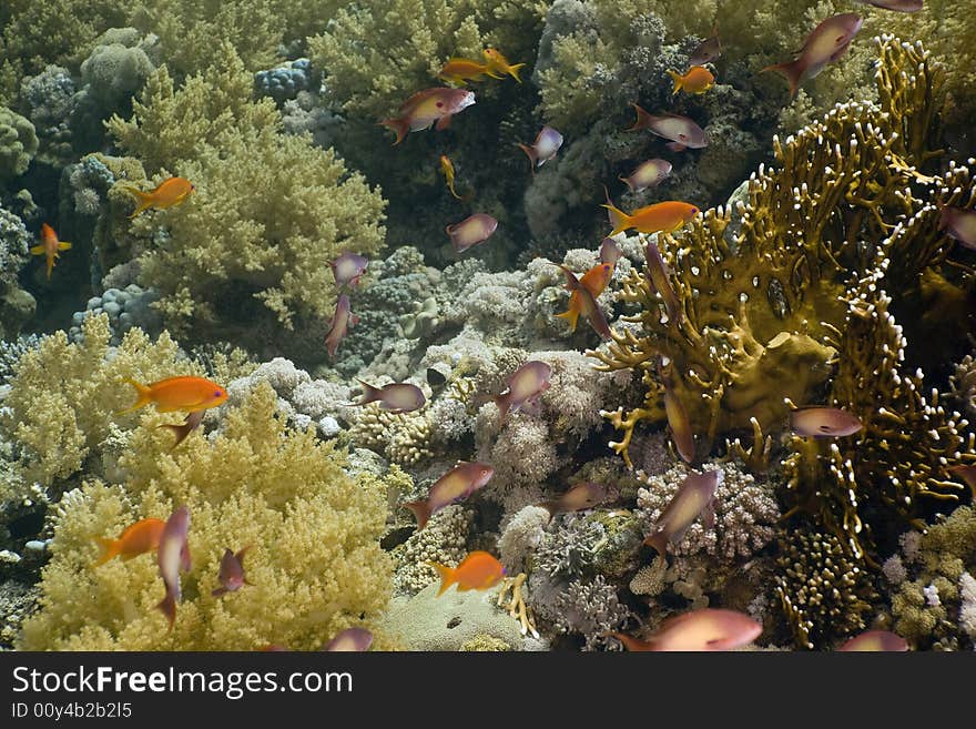 Coral and fish taken in the Red Sea.